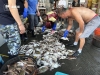 价格大跳水，很多人爱吃！相关部门预计：梭子蟹价格可能还会再跌 ...