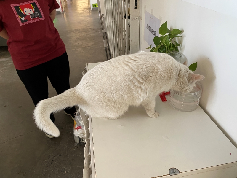 后浪编辑部的一只猫。摄影/佟鑫