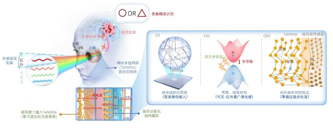TeNWNs修复和增强盲人视觉示意图及作用机制